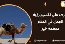 تفسير رؤية الجمل في المنام معظمه خير للنساء تفسير حلم الجمل في المنام