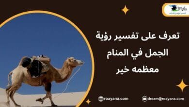 تفسير رؤية الجمل في المنام معظمه خير للنساء تفسير حلم الجمل في المنام