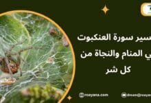 تفسير حلم سورة العنكبوت في المنام