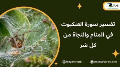 تفسير حلم سورة العنكبوت في المنام