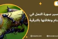 تفسير حلم سورة النمل في المنام