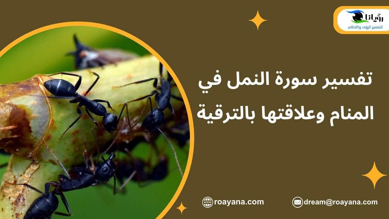 تفسير سورة النمل في المنام وعلاقتها بالترقية تفسير حلم سورة النمل في المنام