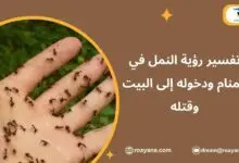 تفسير رؤية النمل في المنام ودخوله إلى البيت وقتله تفسير حلم النمل في المنام