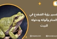 تفسير حلم الضفدع في المنام