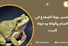 تفسير حلم الضفدع في المنام