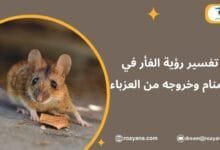 تفسير رؤية الفأر في المنام للعزباء