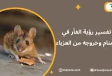 تفسير رؤية الفأر في المنام للعزباء
