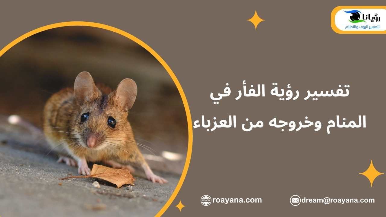 تفسير رؤية الفأر في المنام للعزباء