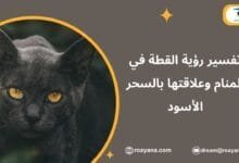 تفسير رؤية القطة في المنام