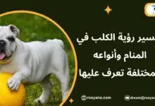تفسير حلم الكلب في المنام