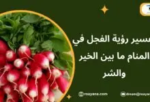 تفسير حلم الفجل في المنام