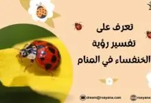 تفسير حلم الخنفساء في المنام أغلبها لا يبشر بخير للنساء تفسير حلم الخنفساء في المنام