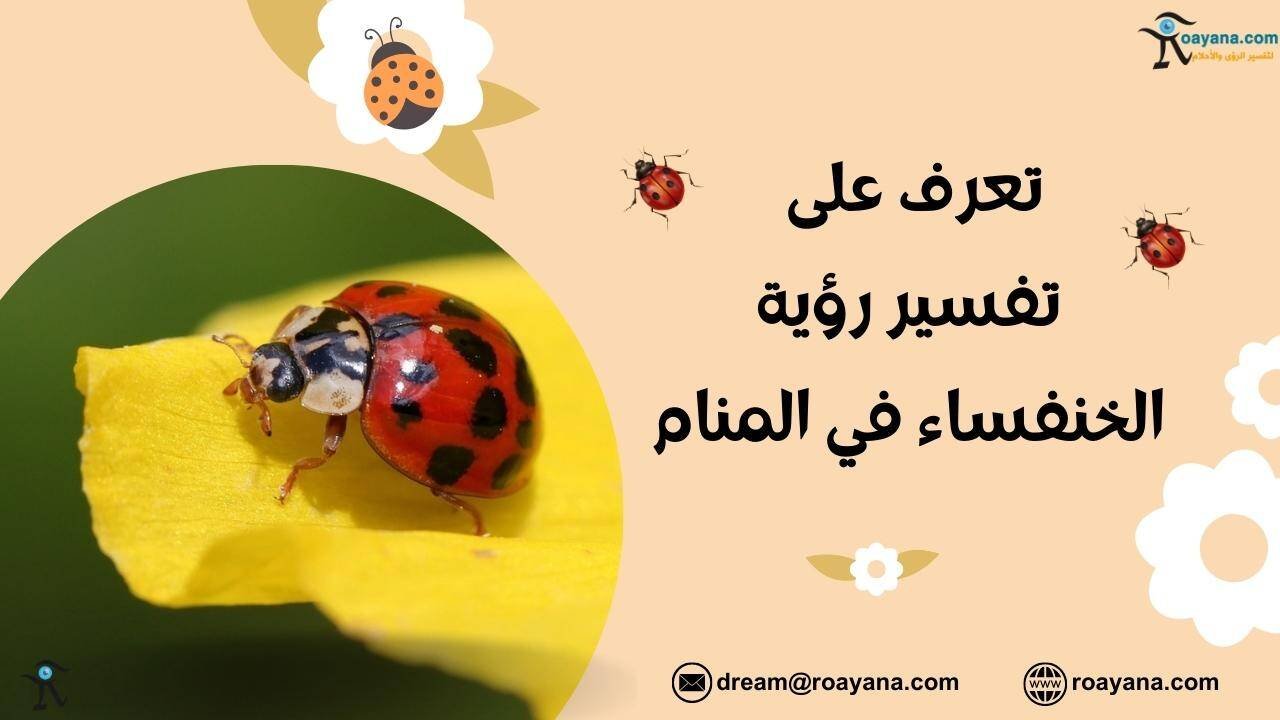 تفسير حلم الخنفساء في المنام