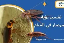 تفسير حلم الصرصار في المنام وهل يحمل تأويل جيد أم سيء تفسير رؤية الصرصار في المنام لابن سيرين