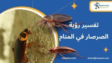 تفسير حلم الصرصار في المنام وهل يحمل تأويل جيد أم سيء تفسير رؤية الصرصار في المنام لابن سيرين