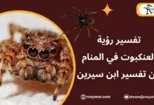 رؤية العنكبوت في المنام