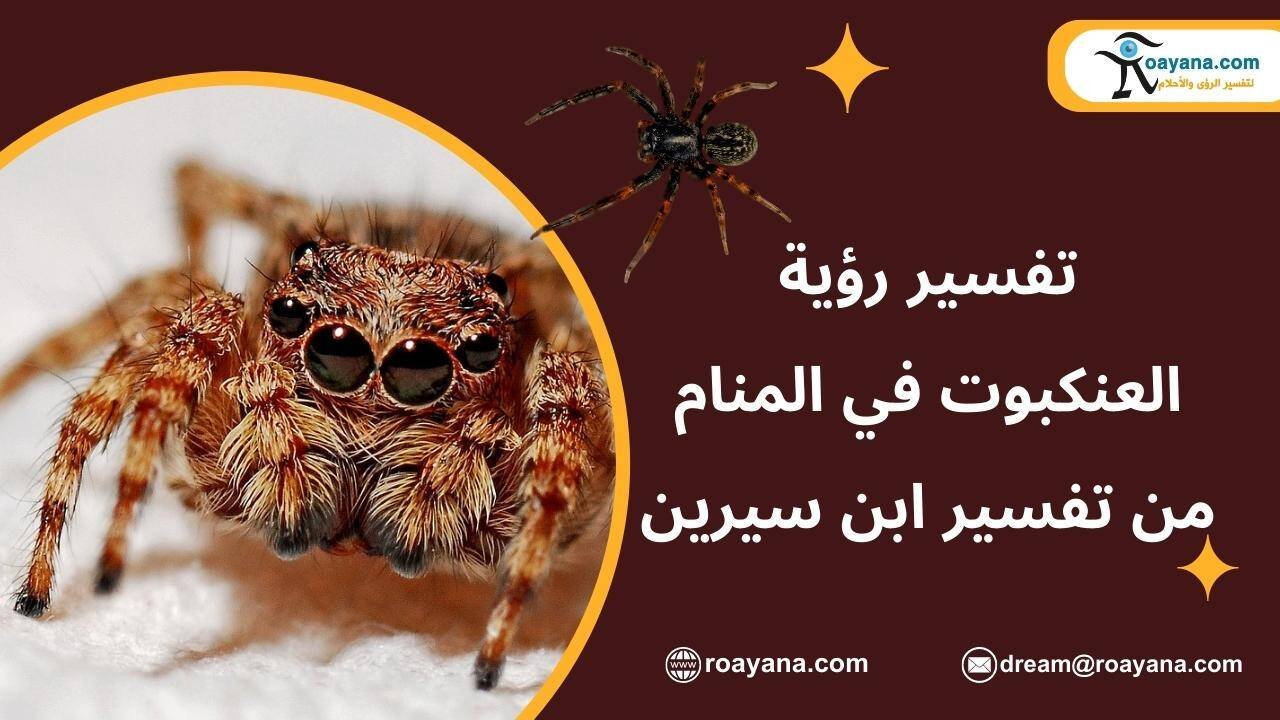 تفسير رؤية العنكبوت في المنام من تفسير الاحلام لابن سيرين رؤية العنكبوت في المنام