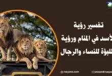 تفسير رؤية الأسد في المنام ورؤية اللبؤة للنساء والرجال تفسير رؤية الأسد في المنام