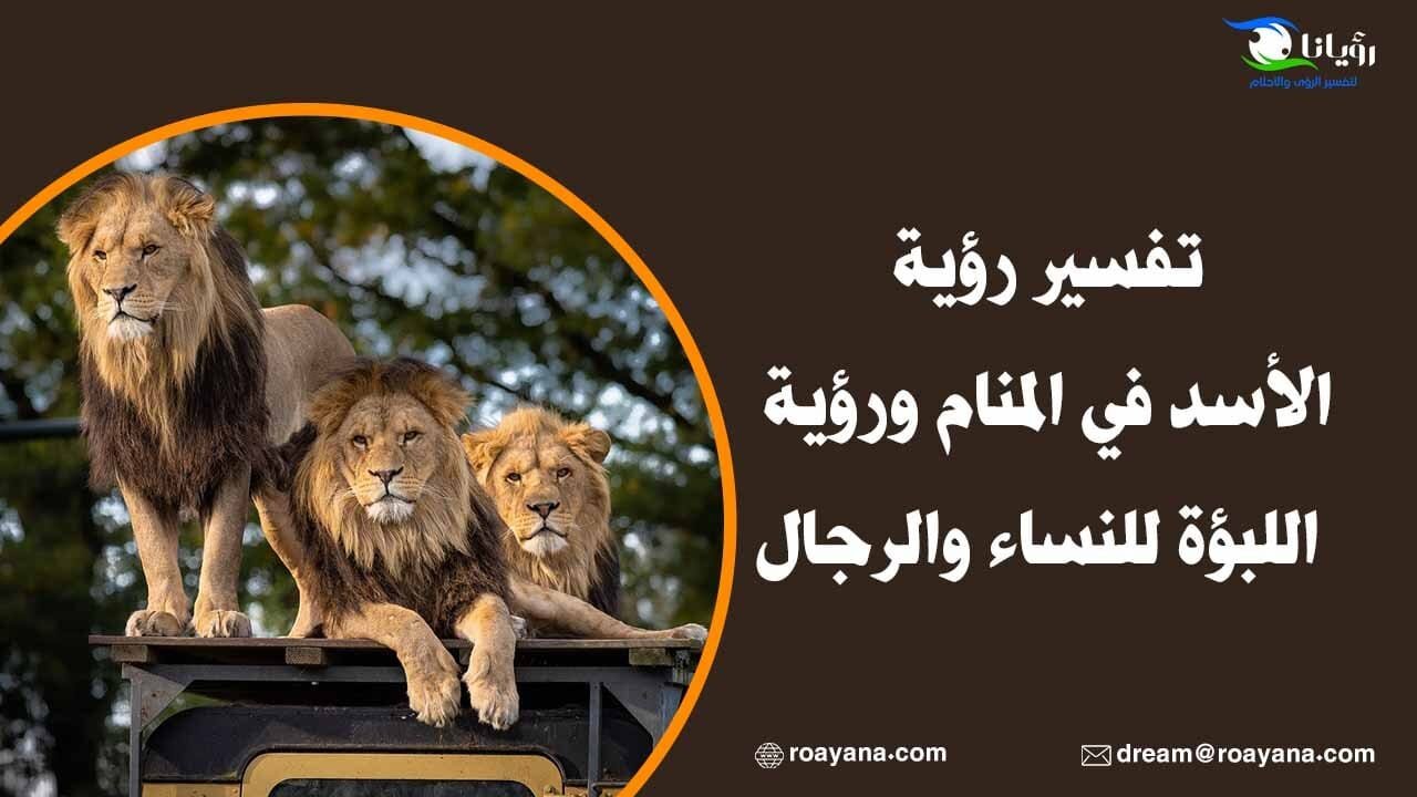 تفسير رؤية الأسد في المنام ورؤية اللبؤة للنساء والرجال تفسير رؤية الأسد في المنام