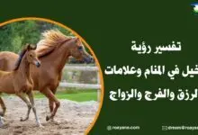 تفسر رؤية الخيل في المنام