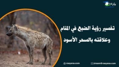 تفسير رؤية الضبع في المنام