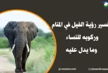 تفسير رؤية الفيل في المنام