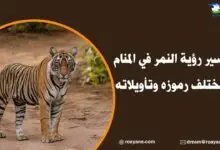 تفسير رؤية النمر في المنام بمختلف رموزه وتأويلاته تفسير رؤية النمر في المنام