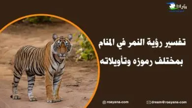 تفسير رؤية النمر في المنام بمختلف رموزه وتأويلاته تفسير رؤية النمر في المنام