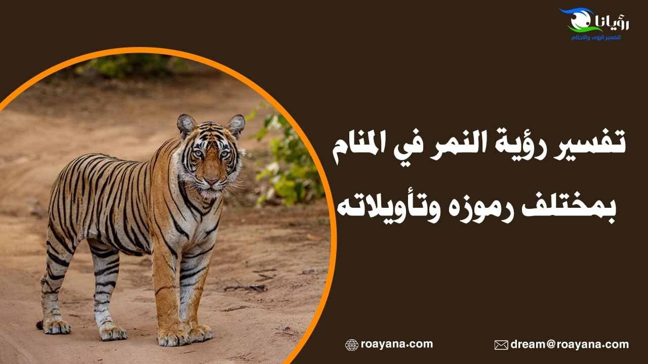 تفسير رؤية النمر في المنام بمختلف رموزه وتأويلاته تفسير رؤية النمر في المنام