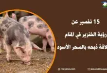 تفسير رؤية الخنزير في المنام