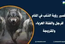 تفسير رؤية الذئب في المنام للرجل والفتاة العزباء والمتزوجة تفسير رؤية الذئب في المنام