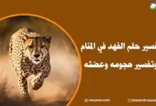 تفسير رؤية الفهد في المنام