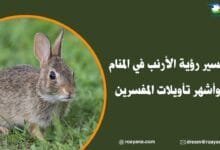 تفسير رؤية الأرنب في المنام