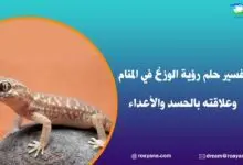 تفسير حلم الوزغ في المنام