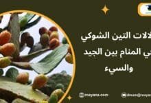 تفسير رؤية التين الشوكي في المنام