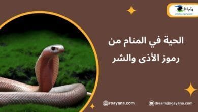 تفسير حلم الحية في المنام