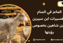 الماعز في المنام: تفسير ذبحها وأكل لحمها وشرب حليبها تفسير حلم الماعز في المنام