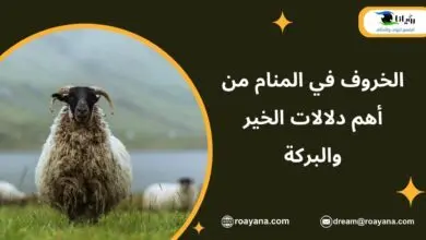 الخروف في المنام من أهم دلالات الخير والبركة تفسير رؤية الخروف في المنام