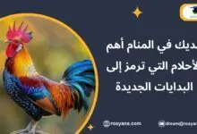 تفسير حلم الديك في المنام