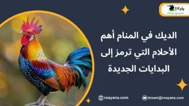 تفسير حلم الديك في المنام
