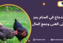 الدجاج في المنام رمز على الغنى وجمع المال تفسير حلم الدجاج في المنام